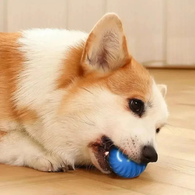 Bola Saltitante Interativa para Cão e Gato.