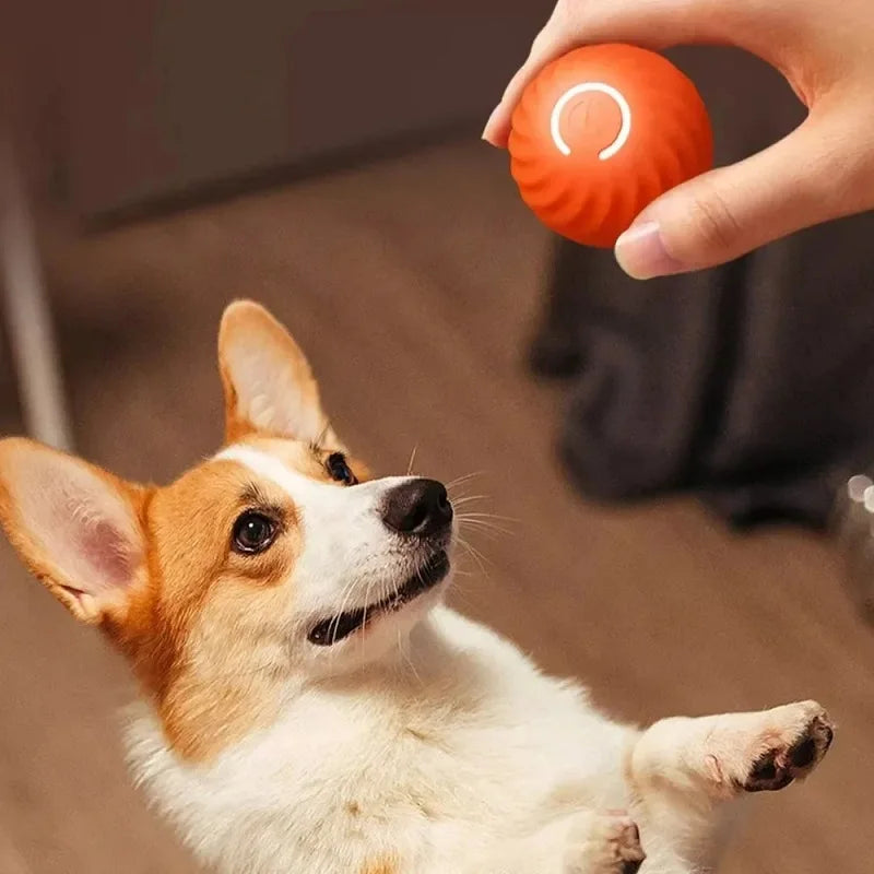 Bola Saltitante Interativa para Cão e Gato.